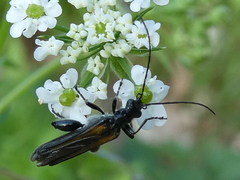Oedemera pthysica