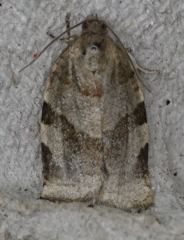 Choristoneura hebenstreitella