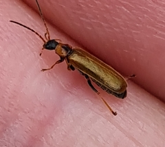 Rhagonycha nigriventris