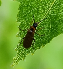Rhagonycha nigriventris