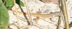 Ichnotropis capensis