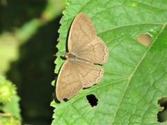 Paryphthimoides poltys