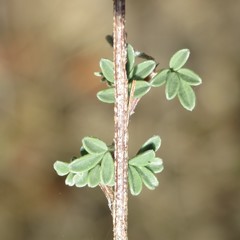 Dalea pulchra