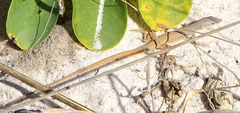 Ichnotropis capensis