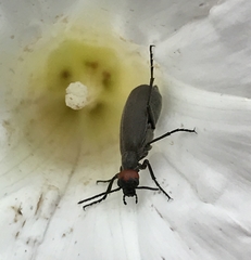 Epicauta atrata