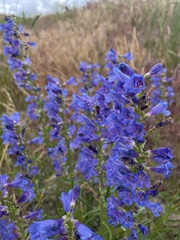 Penstemon cyaneus