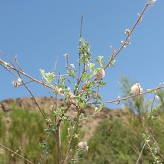 Dalea pulchra