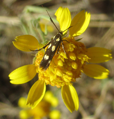 Calostephane divaricata