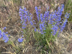 Penstemon cyaneus