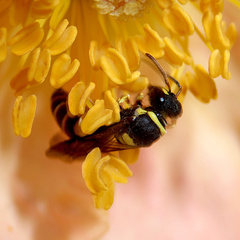Hylaeus pictus