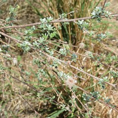 Dalea pulchra