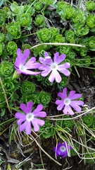 Primula minima