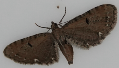 Eupithecia assimilata