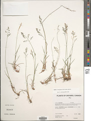 Poa glauca glauca