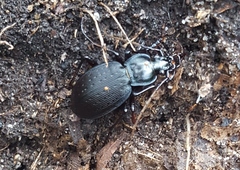 Carabus goryi
