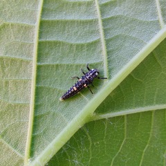 Adalia bipunctata