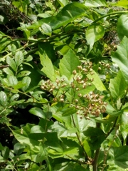Rosa multiflora