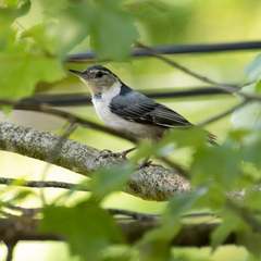 Sitta carolinensis