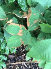 Cameraria ohridella