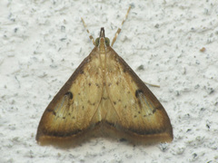 Triuncidia eupalusalis