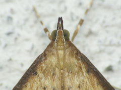 Triuncidia eupalusalis