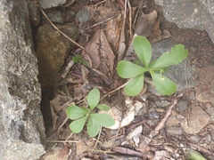 Talinum fruticosum