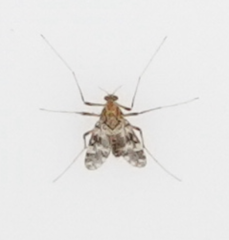 Psectrotanypus varius
