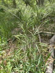 Bromus inermis