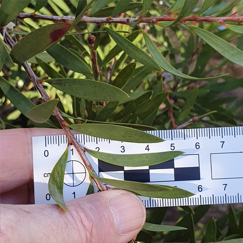 Image of Melaleuca citrina by (c) ronavery, some rights reserved (CC BY)