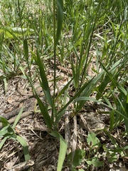 Bromus inermis