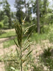 Bromus inermis
