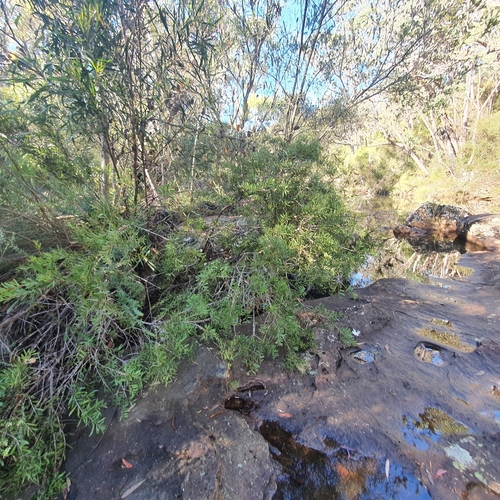 Image of Melaleuca citrina by (c) ronavery, some rights reserved (CC BY)