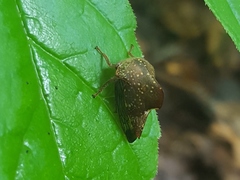 Telamona monticola