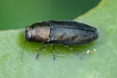 Phaenops aeneola