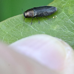 Phaenops aeneola