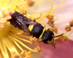Hylaeus pictus