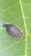 Porcellio scaber