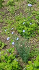 Linum perenne