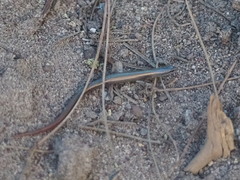 Ablepharus anatolicus