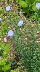 Linum perenne