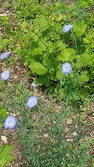 Linum perenne