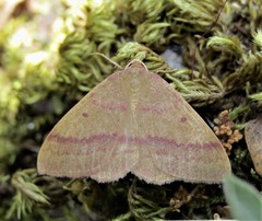 Rhodostrophia cretacaria