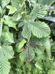 Cameraria ohridella