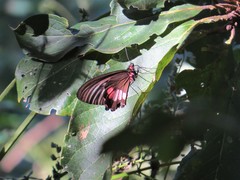 Parides neophilus