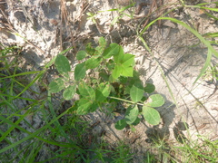 Arachis hypogaea