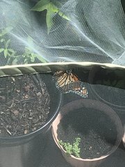Danaus plexippus