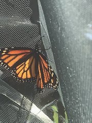 Danaus plexippus