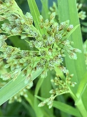Scirpus atrovirens
