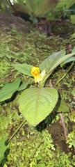 Chrysothemis friedrichsthaliana