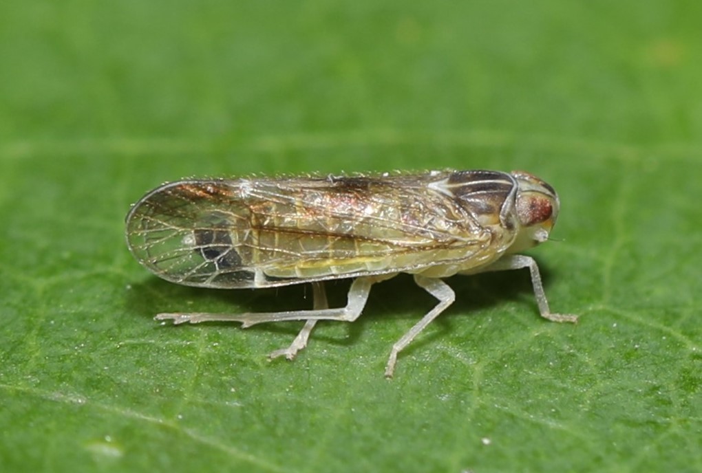 Haplaxius radicis